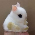 Picture of the Cutest Bunny in the World