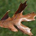 Pin Oak Tree Leaf