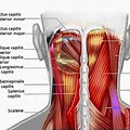 Neck Clinical Anatomy