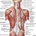Upper Back Muscles