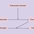 Thrombin Fibrinogen Fi… 