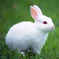 Rabbit Background Images Views