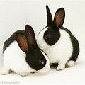 Rabbit Black and White Photography