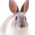 Rabbit Pictures for Kids White Background