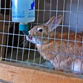 Rabbit Rescue Underground
