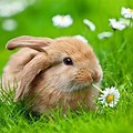 Rabbit and Nature Background