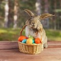 Real Easter Bunny with Eggs