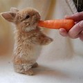 Really Cute Bunny Eating