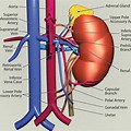 Artery Diagram