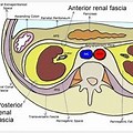 Fascia Anatomy