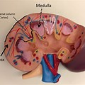 Medulla Kidney