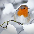 Bird Winter