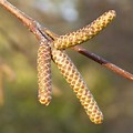 Silver Birch