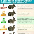 Slow Growth in Rabbit Image