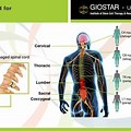 Spinal Cord Injury Stem