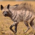 Hyena Animal