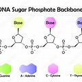 DNA Bonds