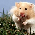 Teddy Bear Hamster Wallpaper