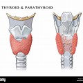 Thyroid/Para… 