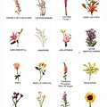Flores Nombres