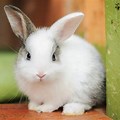 Top 100 Cutest Bunny