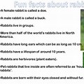 Unusual Facts About Rabbits