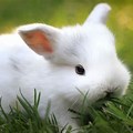 White Baby Bunny in Grass