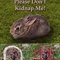 Wild Baby Rabbits Questions