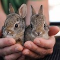 Wild Rabbit Baby Bunnies