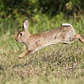 Wild Rabbit Jumping