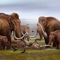 Mammoth Herd