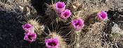 Arizona Desert Plants and Flowers