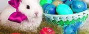Cool Bunny Images for Easter