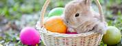 Cute Baby Bunnies and Easter Eggs