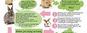 Pet Rabbit Facts