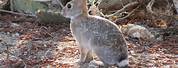 Rabbits in Arizona Tucon Three Points