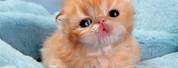 Top 10 Cutest Kittens