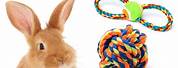 Toys for Your Pet Baby Rabbit