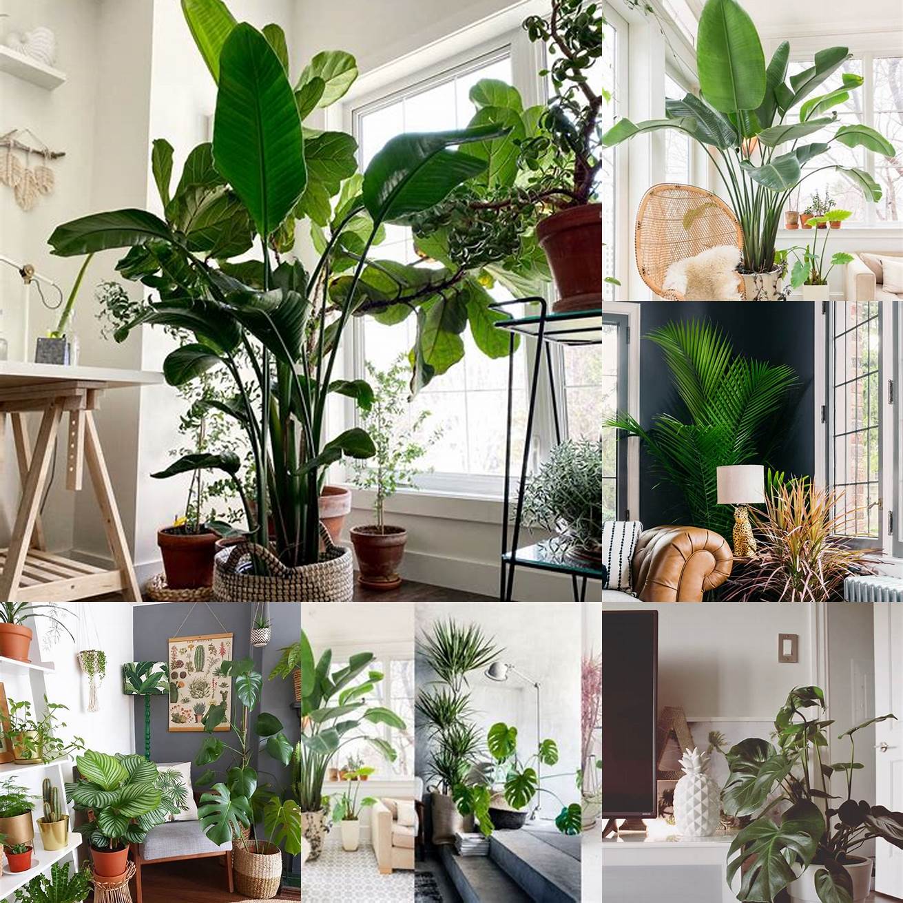 Choose the right plants for your space