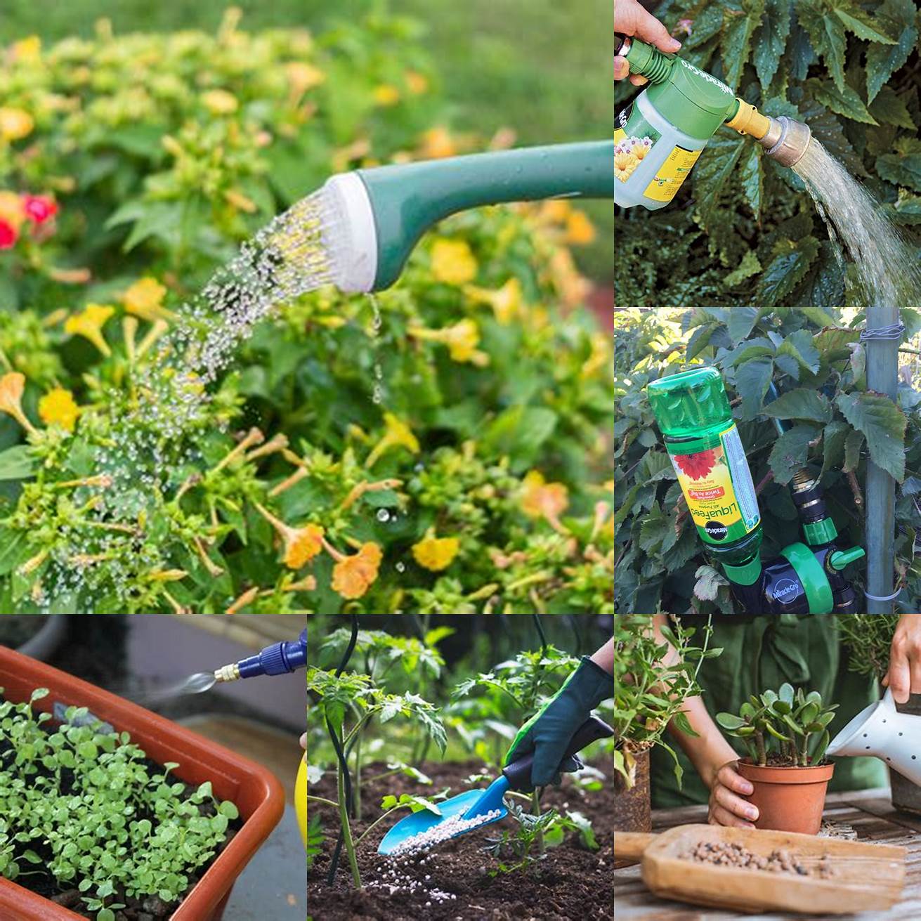 Water and fertilize your plants regularly