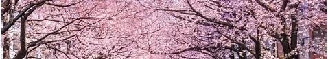 Hari Bunga Sakura (Hanami)