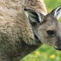Image of Kangaroo Baby