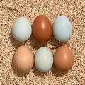 Chicken Egg Shell Colors