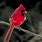 A Red Cardinal