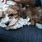 Adorable Lap Dogs