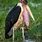 African Marabou Stork