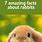 Amazing Facts About Rabbits