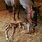 Baby Horse Just Born
