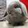 Baby Lilac Holland Lop