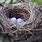 Beautiful Bird Nest